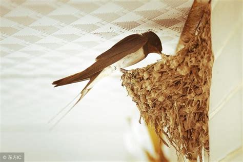 燕子飛進家裡怎麼辦|燕子築巢＝風水寶地 民俗專家：這「4個生肖」準備在。